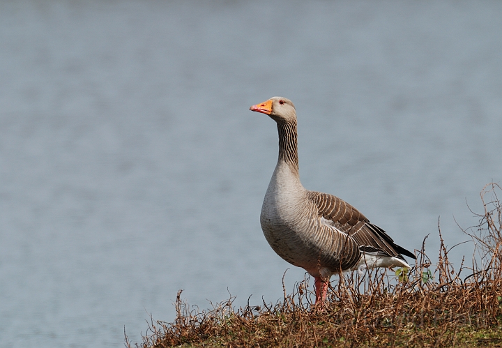 Greylag goose - A.jpg - Greylag goose - Forest of Dean